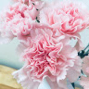 Meet your Posher, Rosa